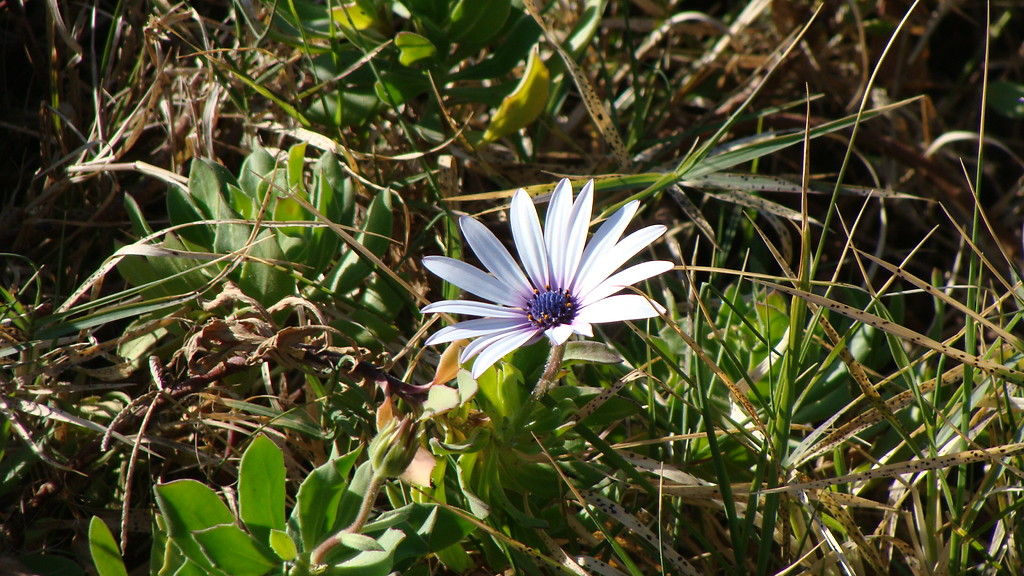 Flower in green
