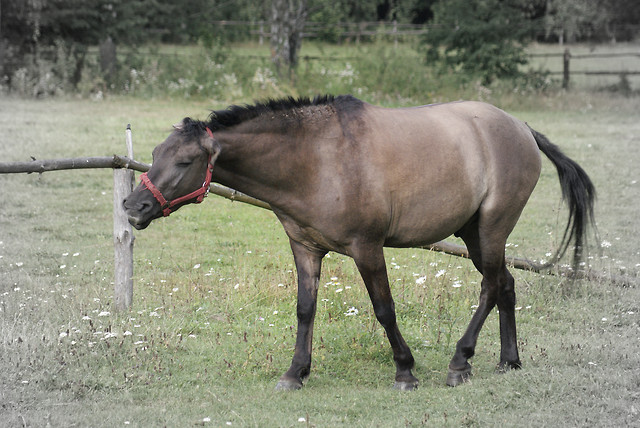 Moherek.