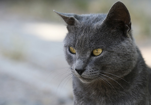 kotw kat ma oczy zielone