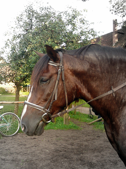 Litwinka.