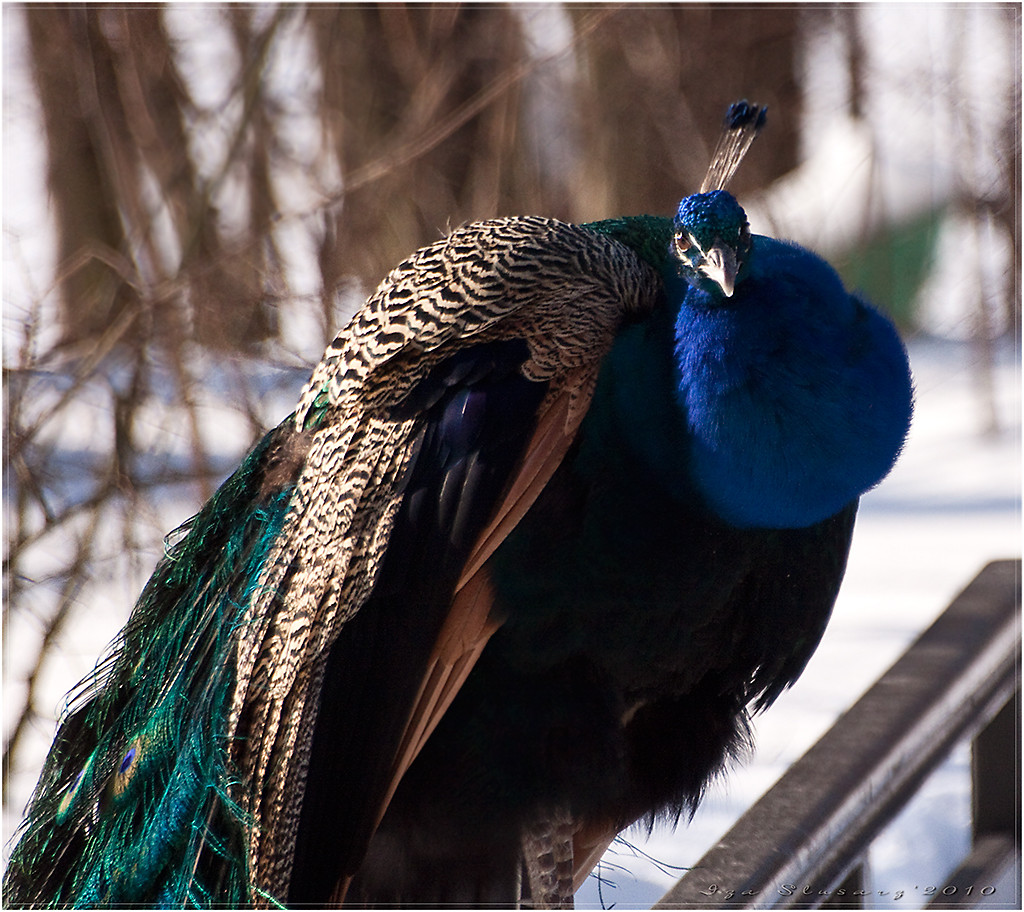 portrait of peacock II