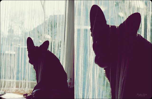 Doggy.