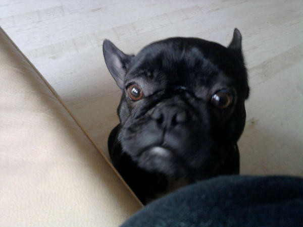My Doog < 3