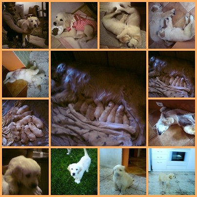 wszystkie razem ;***