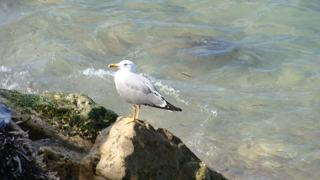 white bird