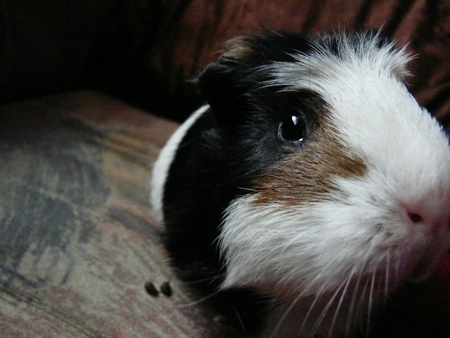 Zgubcia