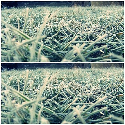 trawa.