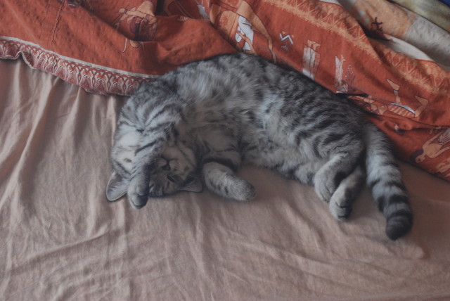 Dzie dobry