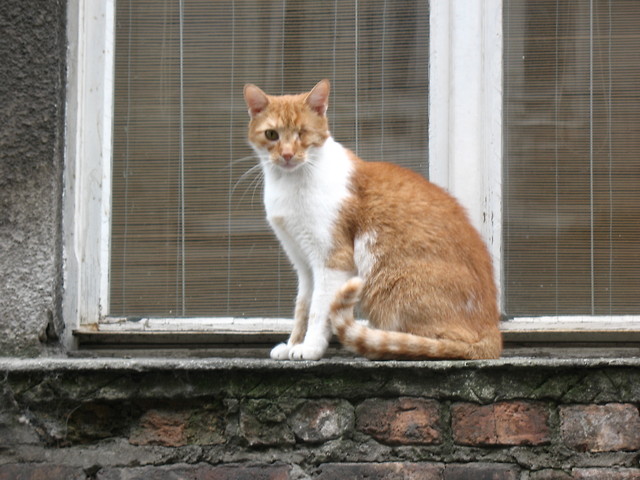 kikut.