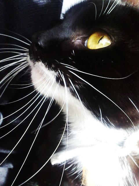 kicia.