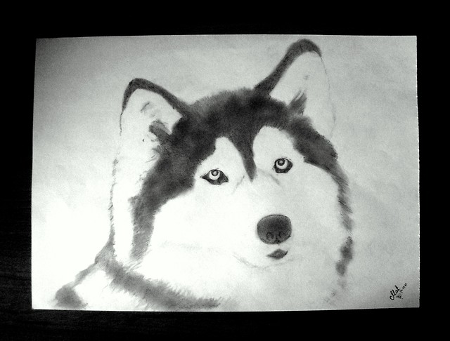 Syberian Husky
