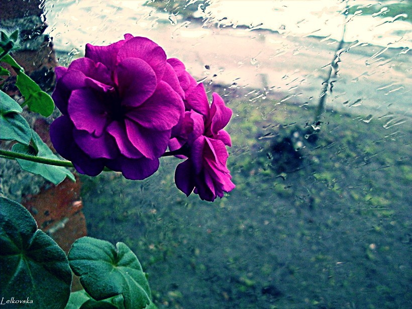 Kwiat pelargonii.