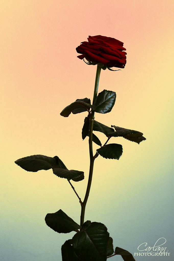 Rose...