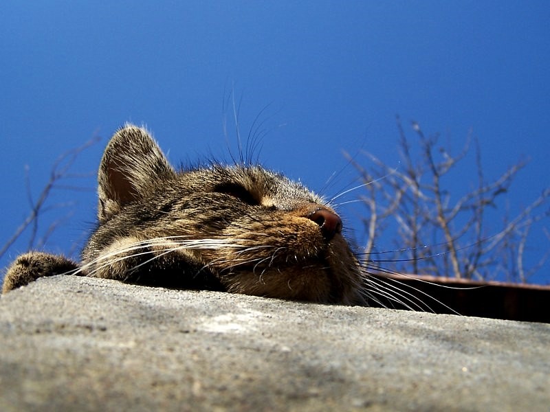 Tabby