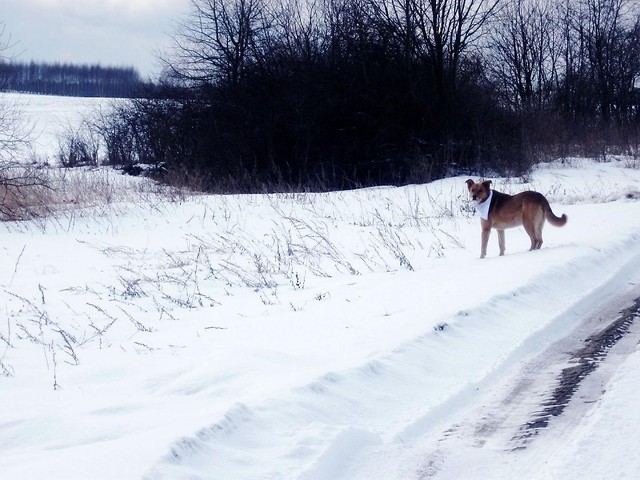 piesku