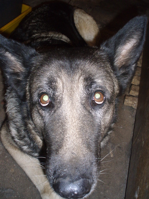 Sarka[*]