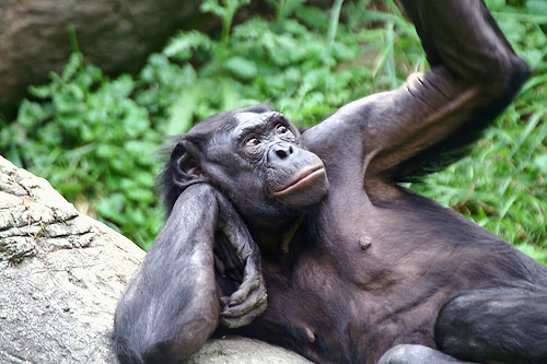 Mapy Bonobo . ;)