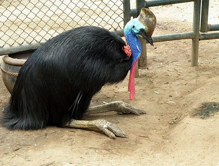 kazuar hemiasty 