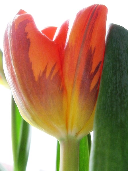 tulimy