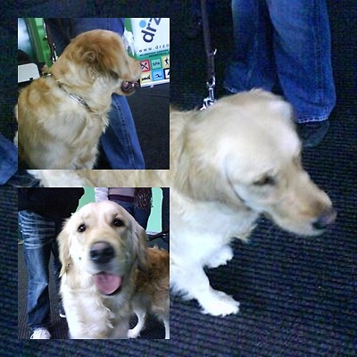 Golden Retriver...xDee^^