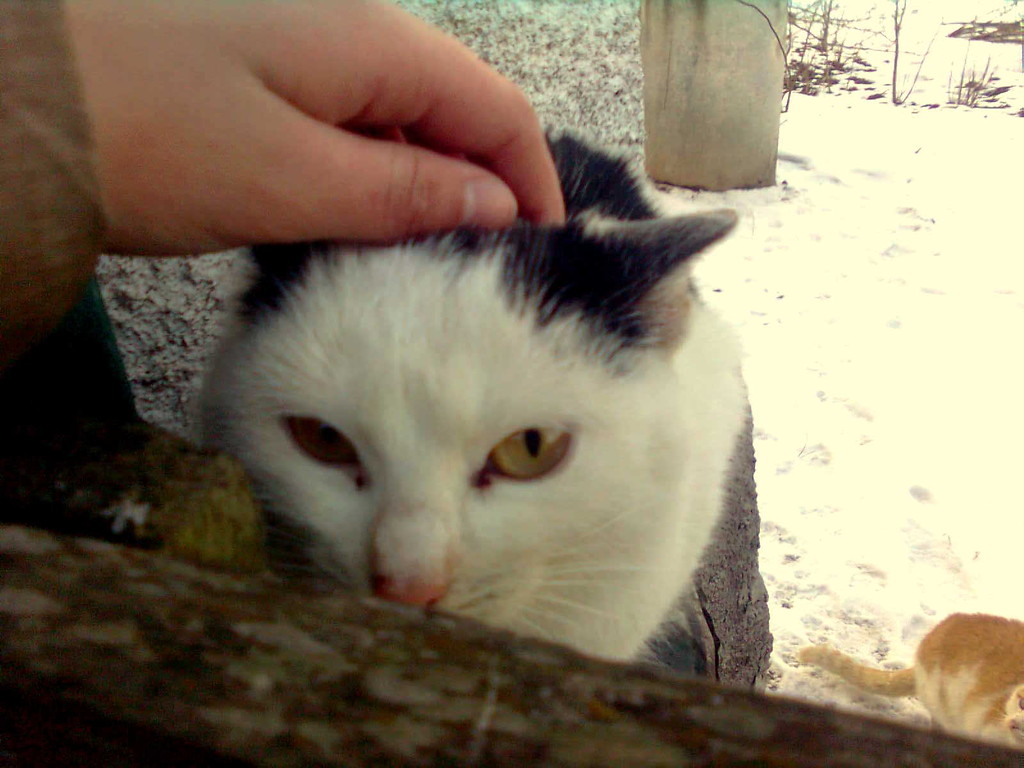 Kocia Przybda zwana Lucy =*