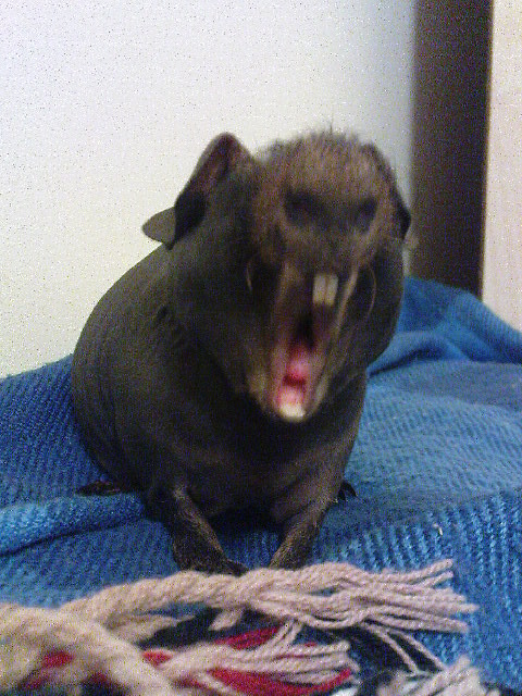 Ziewajce Gwno.