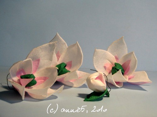 Kwitnca magnolia
