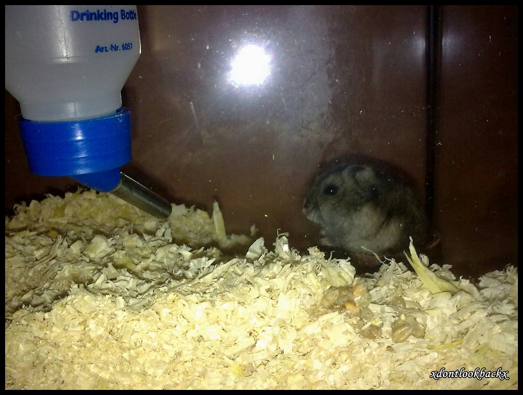 32.Hamster Albercia :D