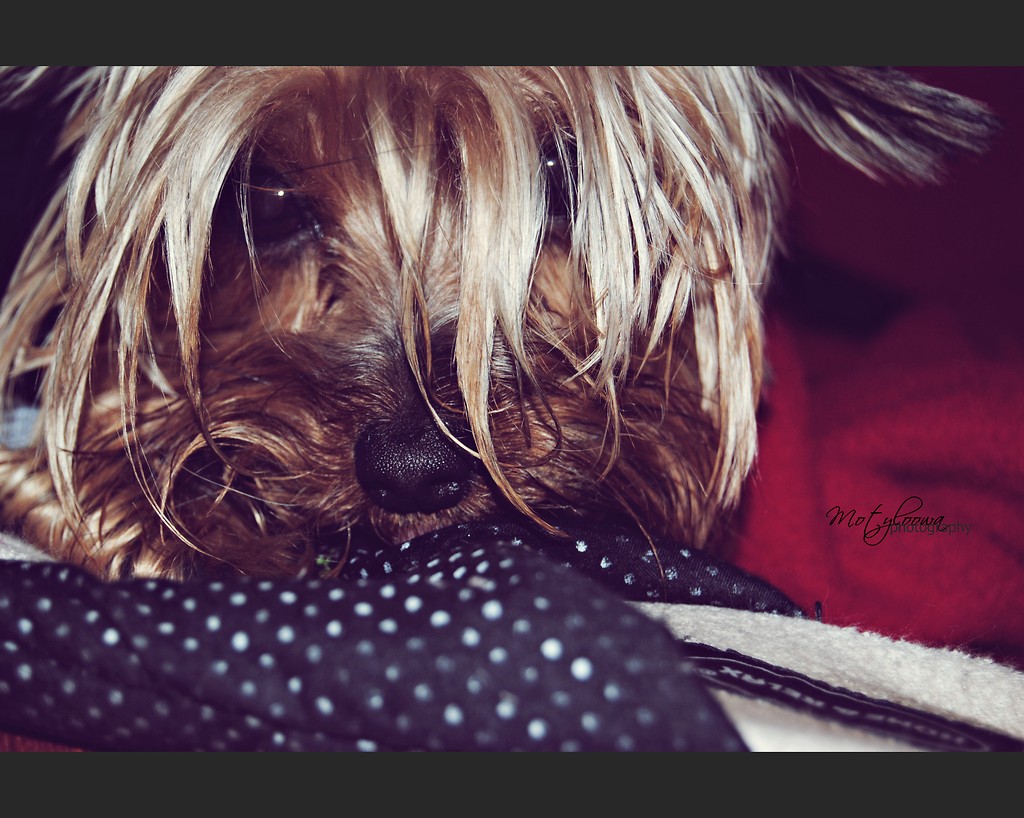 My little, sweet dog.