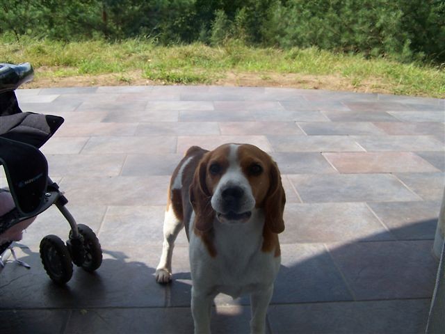 ZAGIN beagle AK Samociek