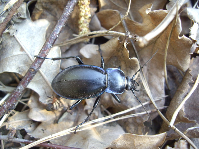 robaczek