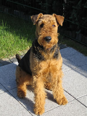 Airedale Terrier