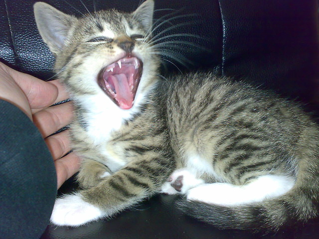Kotek :)))