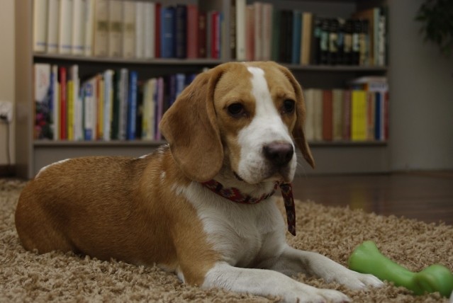 ZAGINEA sunia beagle wie Kalej
