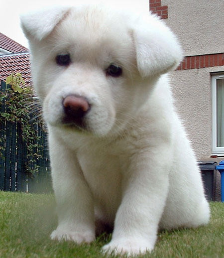 Akita 