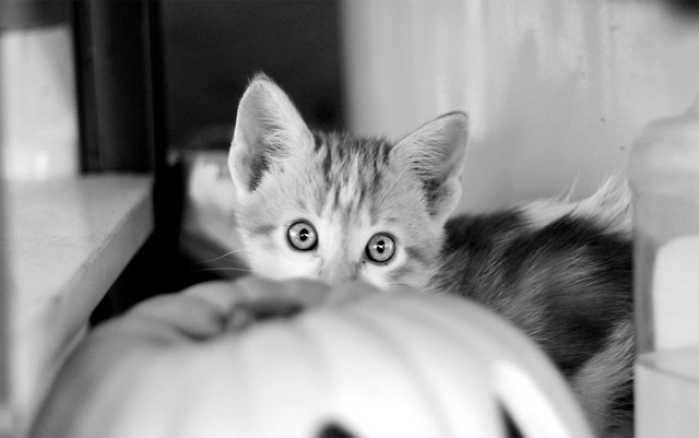 oh my god! how did you find me?!