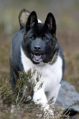 AKITA AMERYKASKA