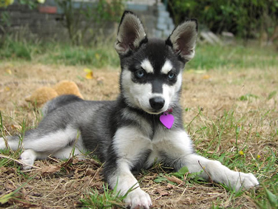 Alaskan Klee Kai