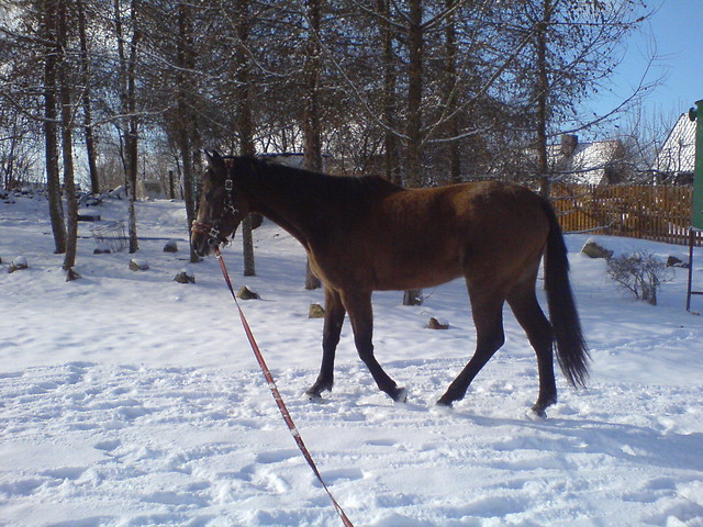 Pereka