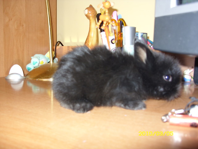 kilik :)