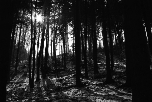 In the ancient forest of elves 2