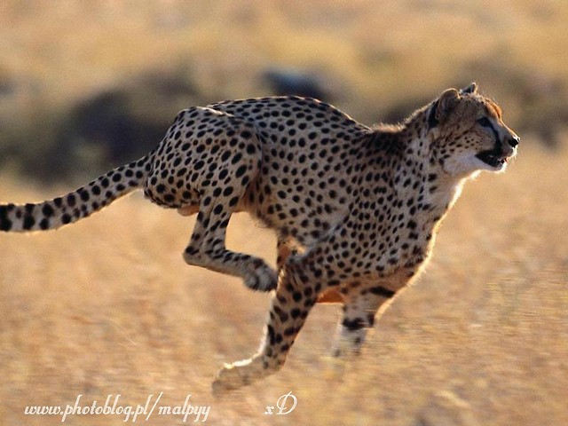 Gepard . ;)