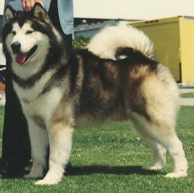 ALASKAN MALAMUTE