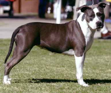 AMERICAN STAFFORDSHIRE TERRIER