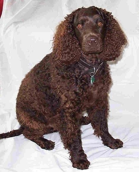 Amerykaski spaniel dowodny