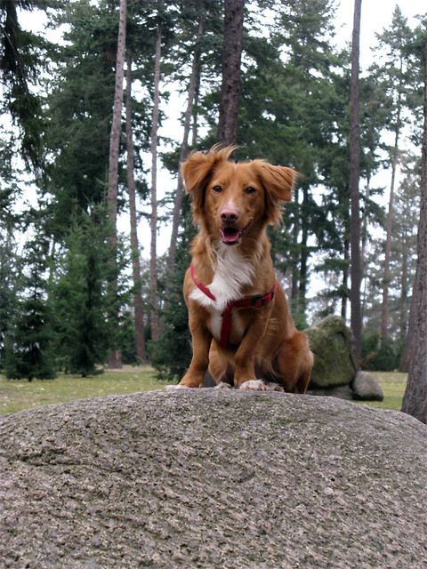Teddy