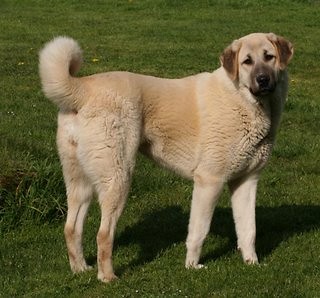 Anatolian