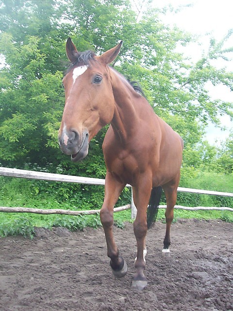 Hasio ze sredniowiecza ;pp