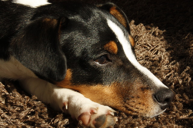 Jake 2010