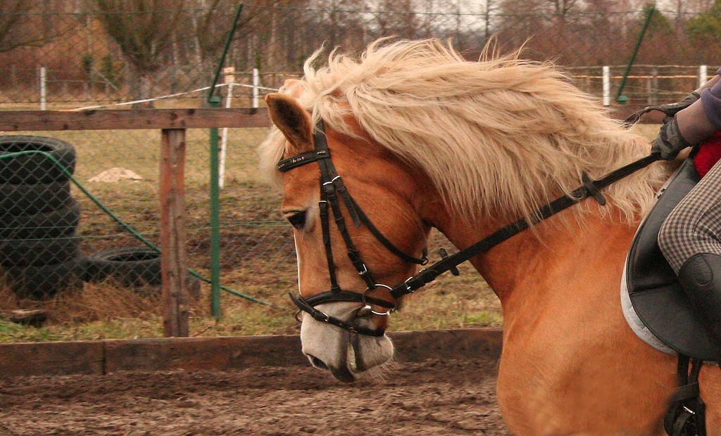Pamelka.